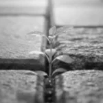 Photographie artistique en noir et blanc d'une petite plante résiliente poussant entre des pavés, illustrant l'accompagnement des besoins spécifiques et la neurodiversité par Morgane Bessa, sophrologue à Limoges.