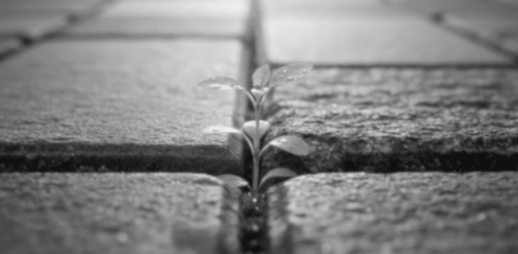 Photographie artistique en noir et blanc d'une petite plante résiliente poussant entre des pavés, illustrant l'accompagnement des besoins spécifiques et la neurodiversité par Morgane Bessa, sophrologue à Limoges.